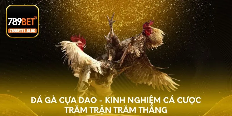 Đá gà cựa dao - Kinh nghiệm cá cược trăm trận trăm thắng