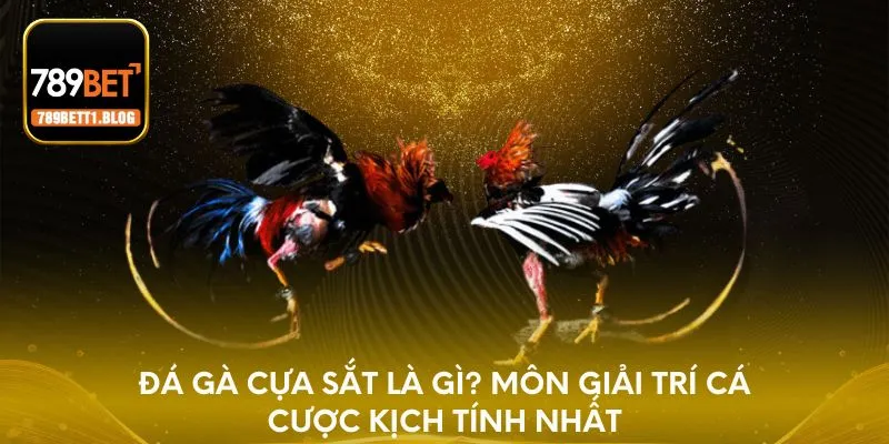 Đá gà cựa sắt là gì? Môn giải trí cá cược kịch tính nhất