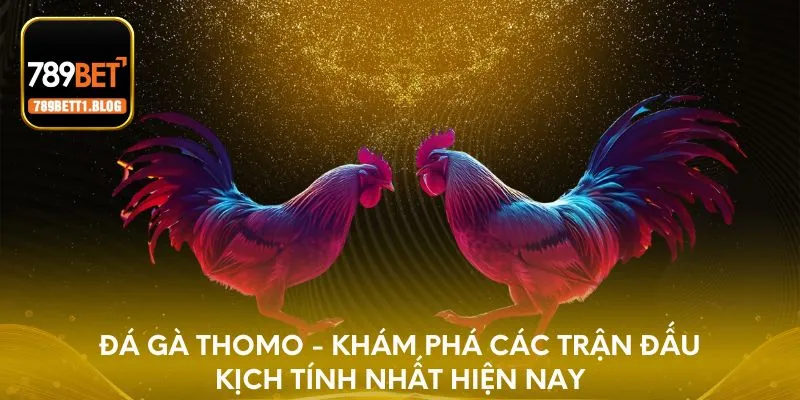 Đá gà Thomo - Khám phá các trận đấu kịch tính nhất hiện nay