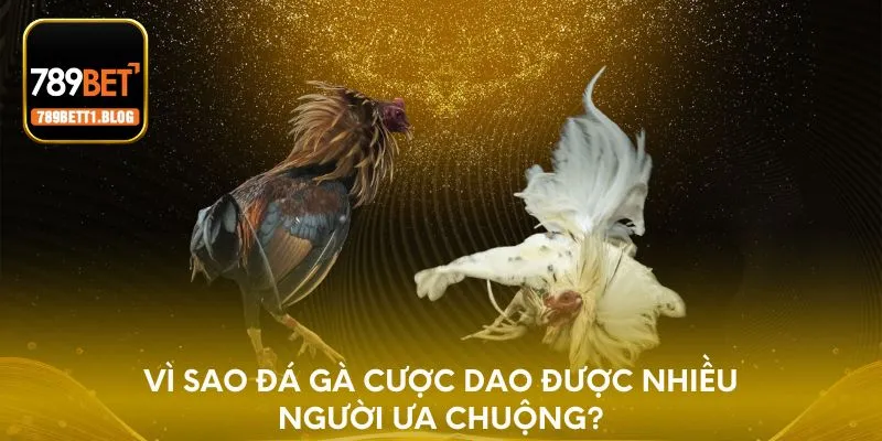 Vì sao đá gà cược dao được nhiều người ưa chuộng?